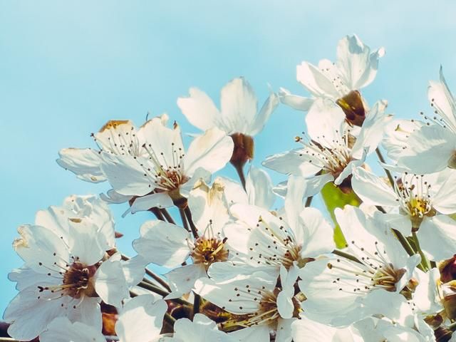 Bluten an Kirschbaum